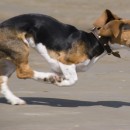 running dog source image